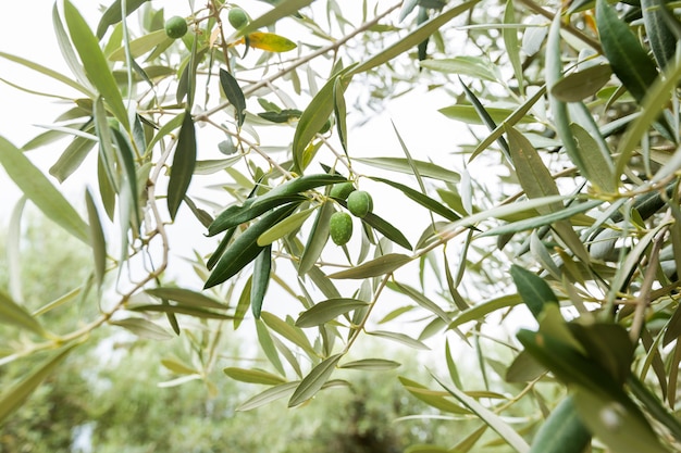 Olives and olive tree in summer day.