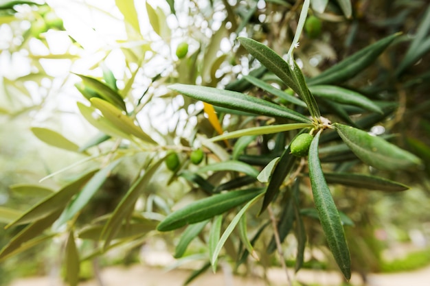 Olives and olive tree in summer day.