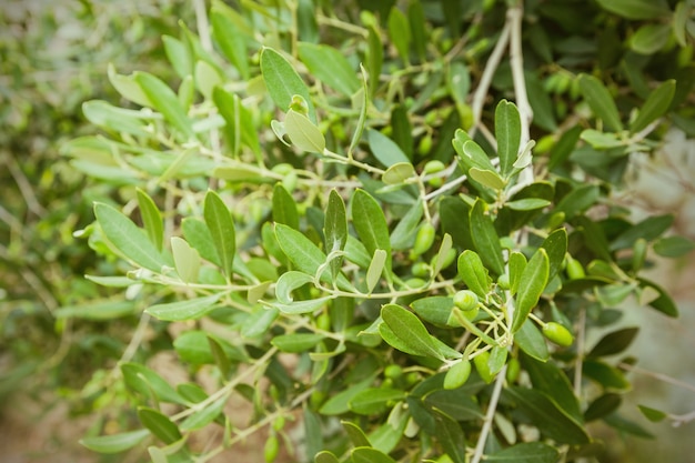 Olives and olive tree in summer day.