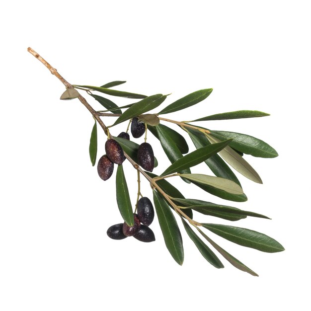 Photo olives on a white background
