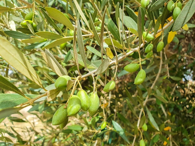 Photo olivos en la costa mediterranea