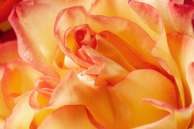 ÃÂÃÂÃÂÃÂ¡olorful yellow-red rose Bud close-up. Selective focus, blurred background