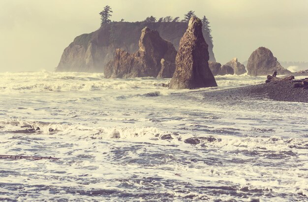 Olympic coast