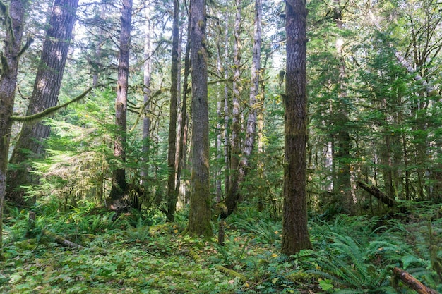 Olympic National Rainforest