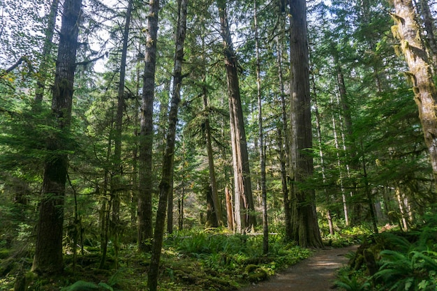 Olympic National Rainforest