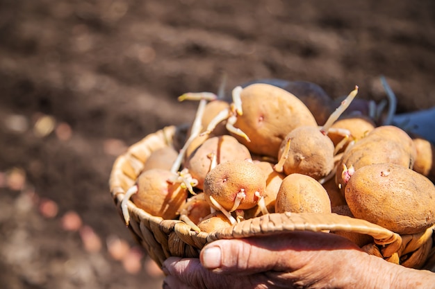 Oma aanplant gekiemde aardappelen in de tuin