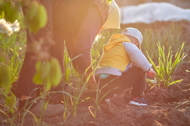 Oma en kleinzoon zijn 's avonds uien aan het planten in de moestuin. Lente seizoenswerk