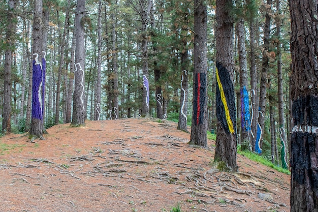 Oma forest in Urdaibai Biosphere Reserve.