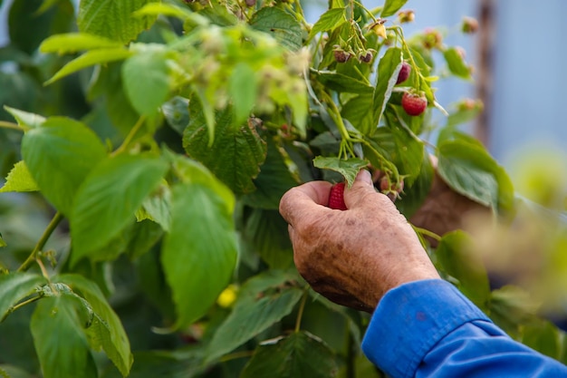 Oma oogst frambozen in de tuin selectieve aandacht