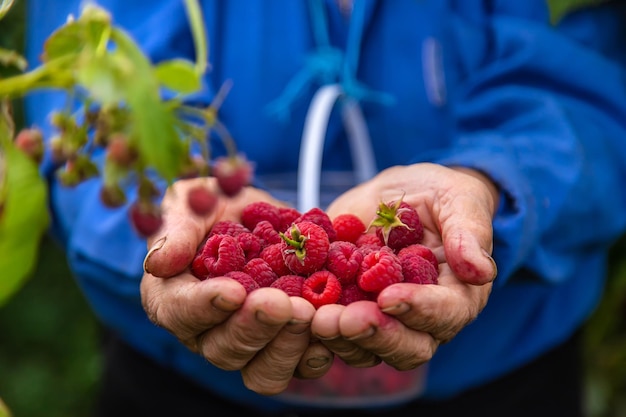 Oma oogst frambozen in de tuin Selectieve aandacht