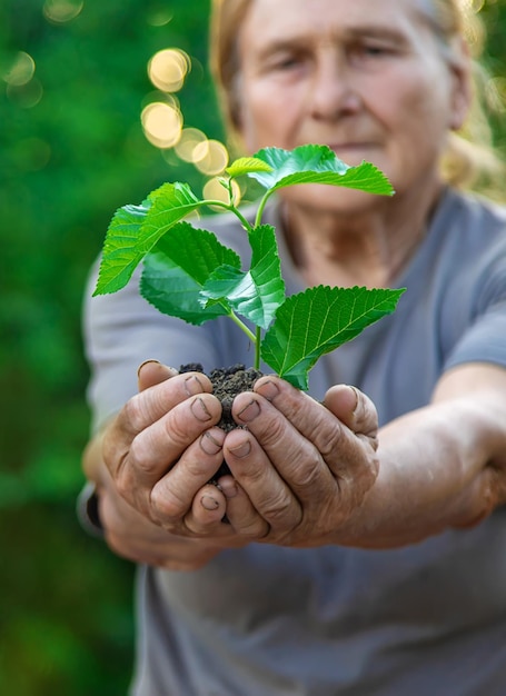 Oma plant een boom in de tuin Selectieve aandacht