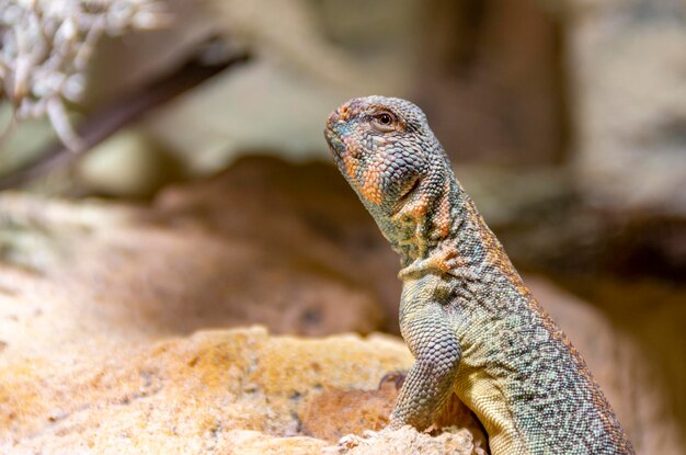 Photo oman spinytailed agama