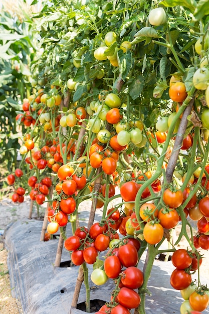 Omato groeit in het veld