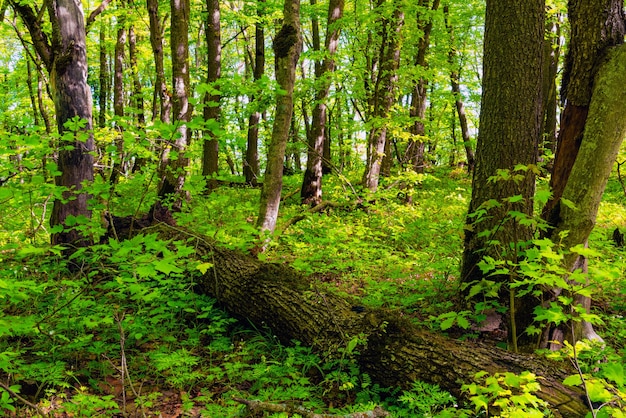 Omgevallen boom in het groene bos