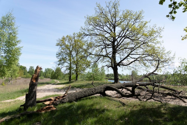 Omgevallen eikenbomen na harde wind Crisis in de natuur