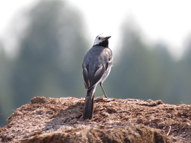 Omgeving en prachtige vogels