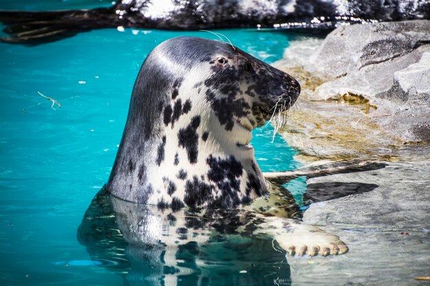 omgeving, zeehond rustend in de zon in het water