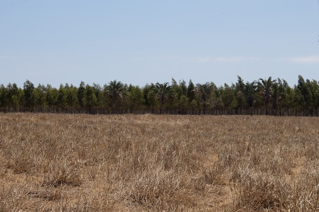 Omheining van karton met eucalyptusplantage op de achtergrond