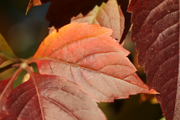 Omhoog sluiten de herfst gele rode bladeren