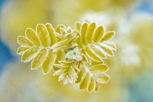 Omhoog van groene plant met witte pluisjes die close-up oplosten