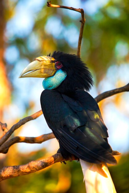 Omhulde neushoornvogel exotische Indonesische vogel