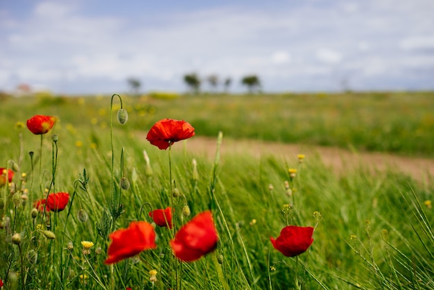 Фото На бескрайнем зеленом поле растут ароматные красные цветы, летняя погода