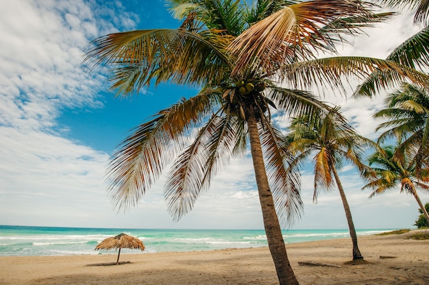 Onaangetast tropisch strand met palmen