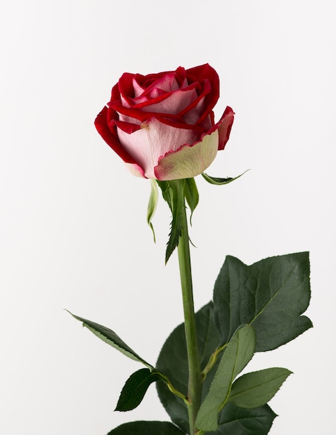 Onbehandelde en ruwe roos op witte achtergrond