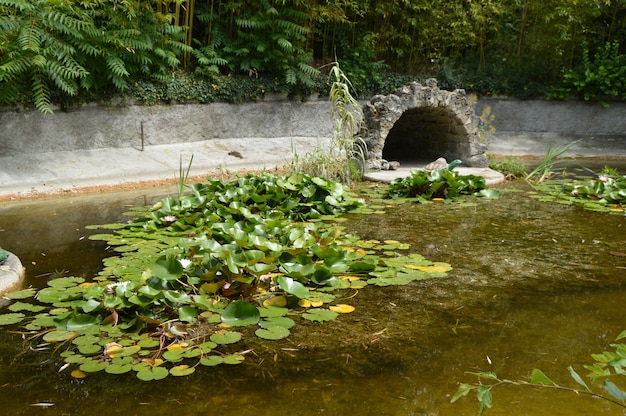 Ond overwoekerd met waterlelies met figuren van schildpadden en vogels.