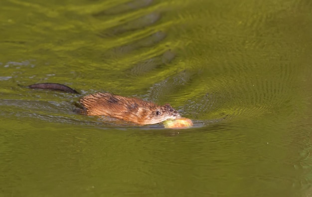 Ondatra zibethicus muskrat 동물은 해안에서 사과를 모아 집으로 끌고 갑니다.