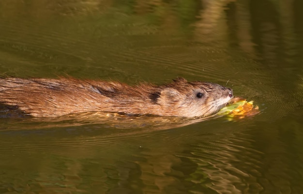 Foto ondatra zibethicus muskusrat het dier verzamelt appels aan de kust en sleept ze naar huis