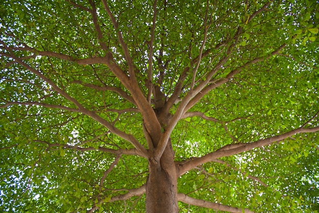 Onder de boom.