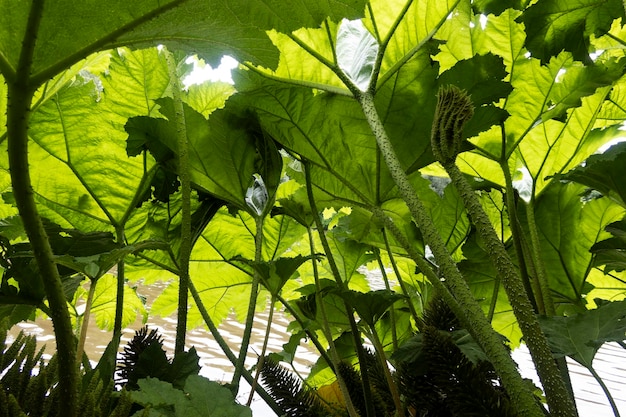 Onder de Gunnera bladeren