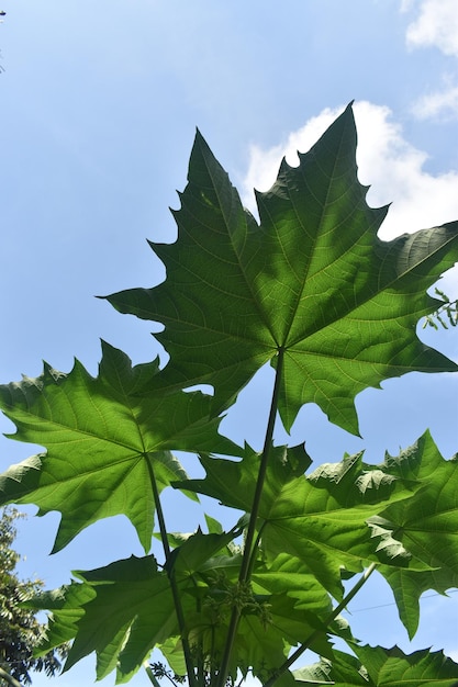 Onder de schaduw van papaya bladeren