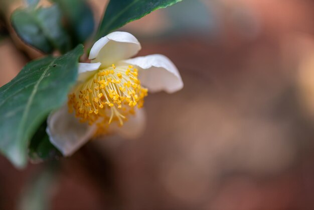 Foto onder de zon zijn theebloemen met witte bloemblaadjes en gele bloemkernen in het wilde theebos.