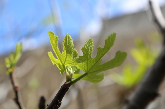 Onder warmere omstandigheden kunnen planten meer koolstofdioxide opnemen door koolstof te gebruiken