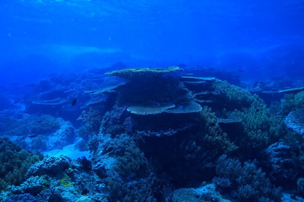 onder water oceaan / landschap onderwaterwereld, scène blauwe idylle natuur