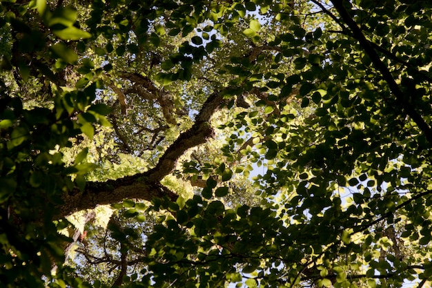 Onder weergave van een zeer hoge boom op een bos.