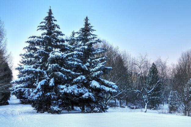 Onderaanzicht enorme chique besneeuwde dennenbomen groeien midden op een heuvel met sneeuw. Noordelijk natuurconcept.