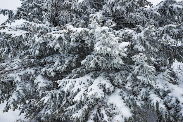 Onderaanzicht hoge majestueuze sparren bedekt met sneeuw staan in een bos