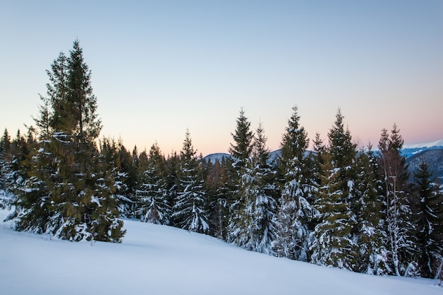 Onderaanzicht mooie slanke besneeuwde sparren groeien tussen de pittoreske heuvels in het bos op een bewolkte winterdag