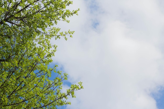 Onderaanzicht van boomtakken en blauwe lucht en cumuluswolken