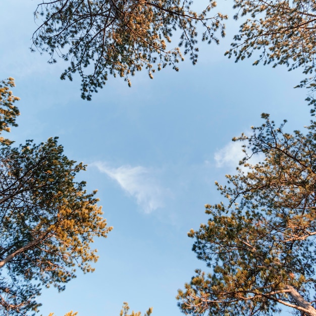 Foto onderaanzicht van bosbomen