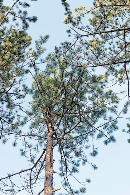 Onderaanzicht van bosbomen