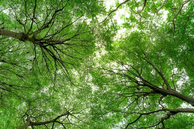 Onderaanzicht van de boomstam tot groene bladeren van de boom in tropisch woud