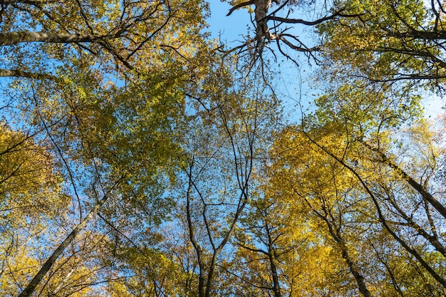 Onderaanzicht van de boomtoppen in het herfstbos Herfst bos achtergrond Bomen met felgekleurde bladeren heroriënteren bomen in het herfstpark Kleurrijke bladeren en bomen tegen de blauwe lucht