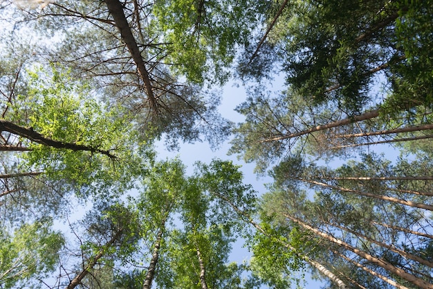 Onderaanzicht van de lucht door de kronen van bomen in een dennenbos Horizontale foto