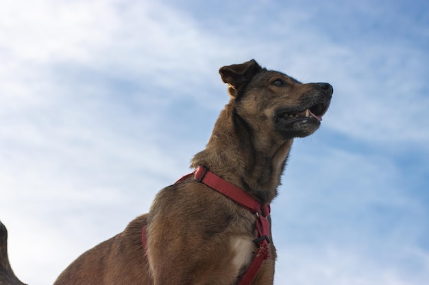 Onderaanzicht van een alerte bruine hond met blauwe lucht op de achtergrond