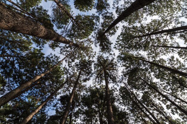 Onderaanzicht van groen bos in groenblijvende bos. Groen bos in een zonnige dag.