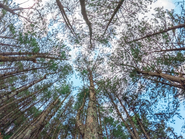 Onderaanzicht van hoge pijnbomen in groenblijvende bos van thailand.